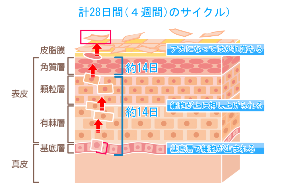 ターンオーバー　皮膚